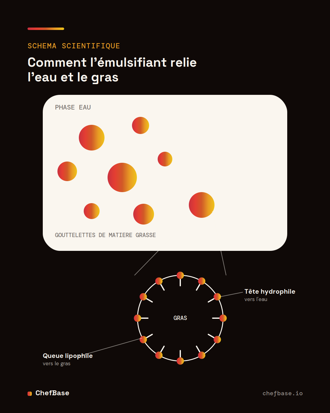 Comment l agent emulsifiant relie l eau et le gras : schema scientifique
